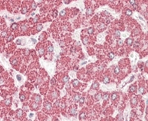 IHC staining of FFPE human liver with ETFB antibody at 4ug/ml. HIER: steamed with pH6 citrate buffer, AP-staining.