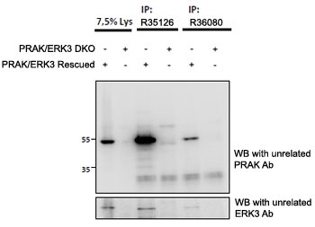 MAPKAPK5 Antibody ERK3 Pathway Specificity WB. Western blot testing of HEK293 cell lysates expressing mouse MK5 / PRAK or mouse MK2 using goat polyclonal MAPKAPK5 antibody Cat. # R35126 (0.5 ug/ml). The antibody selectively recognizes the MK5/PRAK-GFP fusion protein near 90 kDa while showing minimal signal in MK2-expressing lysates, supporting specific detection of MAPKAPK5 / PRAK, an ERK3-associated signaling kinase involved in atypical MAP kinase pathway regulation.