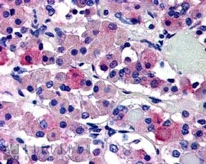 IHC staining of FFPE human anterior pituitary gland with AVPR1B antibody at 5ug/ml. HIER: steamed with pH6 citrate buffer, AP-staining.