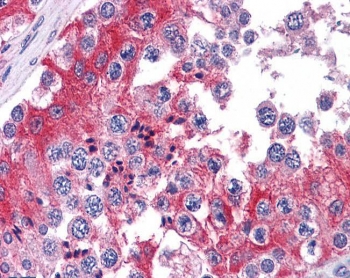 IHC testing of FFPE human testis tissue with COMT antibody at 3.75ug/ml. Required HIER: steamed antigen retrieval with pH6 citrate buffer; AP-staining.