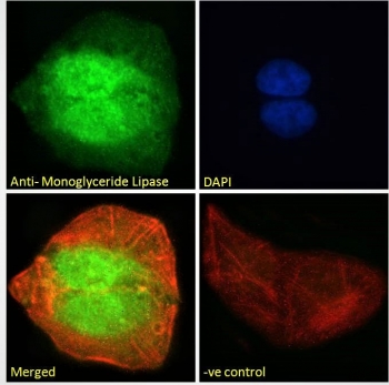 Immunofluorescent staining of fixed and permeabilized human U-2 OS cells with Monoglyceride lipase antibody (green) at 10ug/ml, Phalloidin (red) and DAPI nuclear stain (blue).