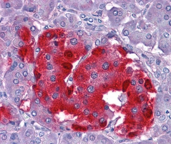 IHC testing of FFPE human pancreas tissue with Chromogranin A antibody at 3.75ug/ml. Required HIER: steamed antigen retrieval with pH6 citrate buffer; AP-staining.