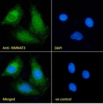 IF/ICC staining of fixed and permeabilized human HEK293 cells with NMNAT3 antibody (green) at 10ug/ml and DAPI nuclear stain (blue).
