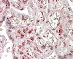 IHC testing of FFPE human placenta with MLX antibody at 4ug/ml. HIER: steamed with pH6 citrate buffer, AP-staining.