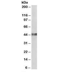Western blot of pig heart lysate with CKM antibody at 0.3ug/ml. Predicted molecular weight: ~43kDa.