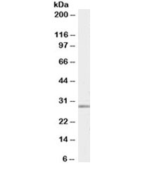 Western blot testing of human breast lysate with MMP7 antibody at 0.03ug/ml. Predicted molecular weight ~30kDa.