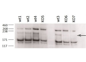 ZCCHC11 Antibody Knockout Tissue WB. Western blot analysis of testis tissue lysates from wild-type and Zcchc11 knockout 8-9 week old C57BL/6 mice using goat polyclonal ZCCHC11 antibody at 0.2 ug/ml. Multiple endogenous bands are detected in wild-type samples with marked reduction in knockout tissues, supporting selective detection of ZCCHC11 / TUT4, an RNA uridylation enzyme involved in miRNA processing and post-transcriptional RNA regulation.