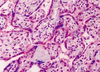 IHC testing of FFPE human placenta tissue with GDF15 antibody at 5ug/ml. Required HIER: steamed antigen retrieval with pH6 citrate buffer; AP-staining.