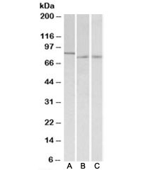 Western blot of nuclear NIH3T3 lysate (A) and of mouse (B) and rat (C) colon lysates at 1ug/ml. Predicted molecular weight: ~62kDa but can be observed at up to 75kDa.