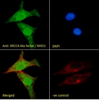 IF/ICC staining of fixed and permeabilized human HepG2 cells with XLF antibody (green) at 10ug/ml, DAPI nuclear stain (blue) and Phalloidin (red).
