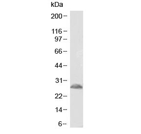 Western blot testing of mouse spinal chord lysate with Trem2 antibody at 1ug/ml. Predicted molecular weight ~25 kDa.