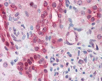 IHC testing of FFPE human kidney tissue with ABCD4 antibody at 3.75ug/ml. Required HIER: steamed antigen retrieval with pH6 citrate buffer; AP-staining.