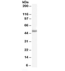 PAX6 Antibody Goat Polyclonal western blot analysis of mouse eye lysate. A band is detected at approximately 48 kDa, consistent with the predicted molecular weight of Paired Box Protein Pax-6 / PAX6. The goat polyclonal antibody detects Pax-6 in SDS-PAGE immunoblot analysis of ocular tissue lysates.