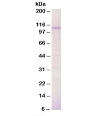 Western blot testing of mouse kidney epithelial cells lysate with BCAR3 antibody 0.5ug/ml. Predicted molecular weight: ~93kDa, observed here at ~110kDa.