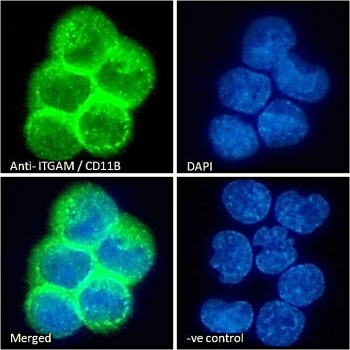 Immunofluorescent staining of fixed and permeabilized human U937 cells with CD11b antibody (green) at 10ug/ml and DAPI nuclear stain (blue).