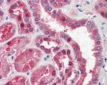 IHC staining of FFPE human kidney with GOT1 antibody at 5ug/ml. HIER: steamed with pH6 citrate buffer, AP-staining. 