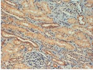 FOXC1 Antibody Kidney IHC. Immunohistochemistry staining of FFPE human kidney with FOXC1 antibody at 4ug/ml. HIER: steamed with pH6 citrate buffer, HRP-staining.