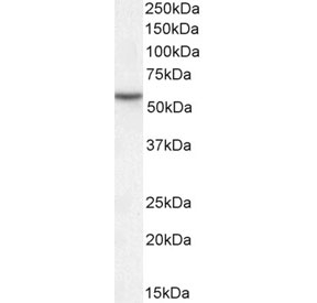 Western blot testing of human ThP-1 cell lysate with MKRN1 antibody. Predicted molecular weight ~53 kDa.