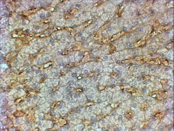 Immunohistochemistry analysis of APOA1 / Apolipoprotein A1 antibody in human liver tissue. Formalin-fixed, paraffin-embedded liver demonstrates cytoplasmic HRP-DAB brown staining in hepatocytes, consistent with the known synthesis and secretion of ApoA-I in liver parenchymal cells. Staining appears predominantly granular within the cytoplasm, reflecting intracellular protein prior to secretion. Background staining is minimal, and hematoxylin counterstain highlights hepatic architecture. Heat-induced epitope retrieval was performed by steaming tissue sections in pH 6 citrate buffer prior to HRP-based detection.