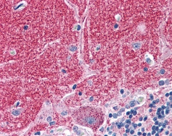 IHC testing of FFPE human cerebellum tissue with Septin 3 antibody at 3.75ug/ml. Required HIER: steamed antigen retrieval with pH6 citrate buffer; AP-staining.