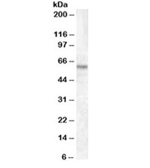 Western blot testing of HEK293 lysate with TFE3 Antibody Goat Polyclonal at 1ug/ml. Predicted molecular weight ~60 kDa.