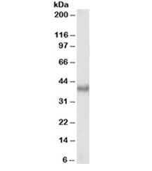 BMI1 Antibody Mouse NIH 3T3 Cell WB. Western blot testing of mouse NIH3T3 nuclear lysate with BMI1 antibody at 0.3ug/ml