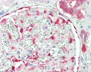 IHC testing of FFPE human kidney tissue with NQO1 antibody at 5ug/ml. Required HIER: steamed antigen retrieval with pH6 citrate buffer; AP-staining.