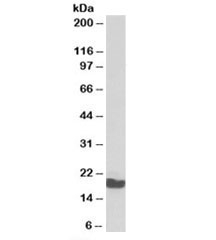 Western blot testing of pig testis lysate with p18 antibody at 0.1ug/ml. Predicted molecular weight: ~20kDa, routinely observed at 18~20kDa.