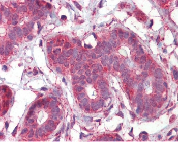 IHC testing of FFPE human breast tissue with SEPT2 antibody at 2.5ug/ml. Required HIER: steamed antigen retrieval with pH6 citrate buffer; AP-staining.