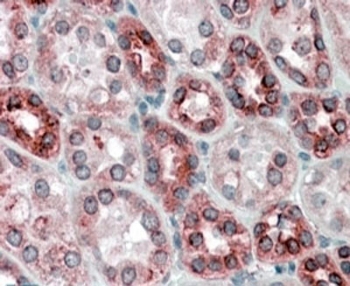IHC staining of FFPE human kidney with Calnexin antibody at 4ug/ml. HIER: steamed with pH6 citrate buffer, AP-staining.