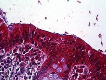 IHC testing of FFPE human colon tissue with LRP4 antibody at 3.75ug/ml. Required HIER: steamed antigen retrieval with pH6 citrate buffer; AP-staining.