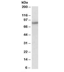 Western blot testing of mouse brain lysate with HCN3 antibody at 0.01ug/ml. Predicted molecular weight: ~86kDa.