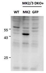 MAPKAPK2 Antibody Knockout Rescue WB. Western blot analysis of mouse embryonic fibroblast lysates using goat polyclonal MAPKAPK2 antibody (Cat. # R36061). Lysates from double knockout cells are shown in lanes 1 and 3, while lane 2 contains knockout cells rescued by reintroduction of the MK2 / MAPKAPK2 gene. A distinct band is restored at approximately 45 kDa in rescued cells, consistent with the predicted molecular weight of MAP kinase-activated protein kinase 2, a downstream kinase within the p38 stress-response signaling pathway.