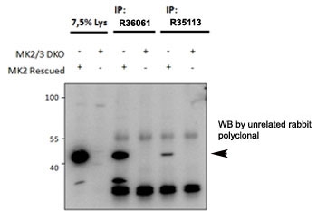 MAPKAPK2 Antibody Immunoprecipitation. Immunoprecipitation analysis using goat polyclonal MAPKAPK2 antibodies Cat. # R36061 and Cat. # R35113 (1.5 ug each) was performed on lysates from MK2/MK3 double knockout mouse embryonic fibroblasts with and without rescued MK2 expression following retroviral transduction. Immunoblot detection with an unrelated rabbit polyclonal antibody identifies a band at approximately 45 kDa selectively in rescued samples, consistent with the predicted molecular weight of MAP kinase-activated protein kinase 2 / MK2 and supporting specific immunoprecipitation of endogenous MAPKAPK2.