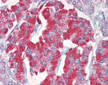 IHC testing of FFPE human pancreas tissue with VMAT2 antibody at 5ug/ml. Required HIER: steamed antigen retrieval with pH6 citrate buffer; AP-staining.
