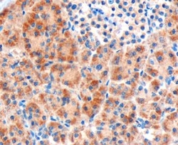 Frizzled 8 Antibody / Wnt Signaling Receptor Antibody Human Pancreas IHC. Immunohistochemical staining of FFPE human pancreas tissue using Frizzled 8 Antibody / Wnt Signaling Receptor Antibody at 3 ug/ml. Frizzled 8 expression is observed predominantly within the cytoplasm and cell membrane of pancreatic cells, consistent with its role as a Wnt signaling receptor regulating cellular differentiation, tissue homeostasis, and signal transduction. Heat-induced epitope retrieval was performed by microwaving tissue sections in pH 9 Tris/EDTA buffer prior to HRP-based detection.