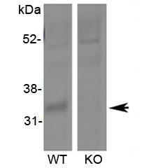 HSD11B1 Antibody Knockout Lung WB. Western blot analysis of mouse lung tissue lysates from wild-type and Hsd11b1 knockout mice using goat polyclonal HSD11B1 antibody at 0.3 ug/ml. The approximately 32 kDa band detected in wild-type tissue is markedly reduced in knockout samples, consistent with the predicted molecular weight of Hydroxysteroid 11-beta dehydrogenase 1 / HSD11B1, a glucocorticoid metabolism enzyme involved in intracellular cortisol activation.