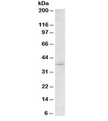 Western blot testing of mouse skeletal muscle lysate with Myogenin antibody at 2ug/ml. Molecular weight: routinely observed at ~34 kDa.