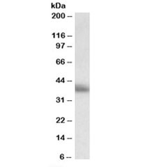 CD7 Antibody Goat Polyclonal. Western blot analysis of human thymus lysate at 0.5 ug/ml shows a band at approximately 25-40 kDa, consistent with the predicted molecular weight of CD7, with the higher apparent band reflecting glycosylated forms of this membrane protein and aligning with its expression in thymic T cell populations.