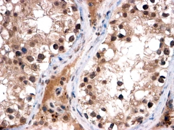 FOXI1 Antibody Testis Immunohistochemistry. IHC testing of FFPE human testis with FOXl1 antibody at 2ug/ml. HIER: steamed with pH6 citrate buffer, HRP-staining.