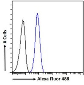 FACS testing of fixed and permeabilized human HeLa cells with KLF8 antibody (blue) at 10ug/ml and naive goat Ig (black).