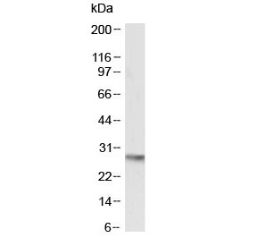 Western blot testing of mouse heart lysate with OCT4 antibody at 0.5ug/ml. Predicted molecular weight ~38/25 kDa (isoform A/B).