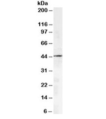 Western blot testing of human kidney lysate with ACTR1A antibody at 2ug/ml. Predicted molecular weight: ~43kDa.