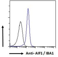 IBA1 Antibody FACS. Flow cytometry testing of human K562 cells with IBA1 antibody; Black=isotype control, Blue= IBA1 antibody.