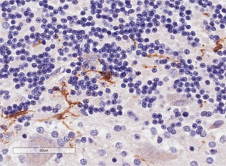 IBA1 Antibody Cerebellum Immunohistochemistry. IHC staining of FFPE human cerebellum with IBA1 antibody at 4ug/ml. HIER: steamed with pH9 Tris/EDTA, HRP-staining. Specific staining of astrocytes is seen.