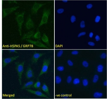 IF/ICC testing of fixed and permeabilized human HeLa cells with GRP78 antibody (green) at 5ug/ml and DAPI nuclear stain (blue).