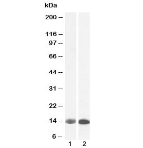FABP1 Antibody Human and Pig Liver WB. Western blot testing of 1) human liver and 2) pig liver lysate with FABP1 antibody at 0.1ug/ml. Predicted molecular weight ~14 kDa.