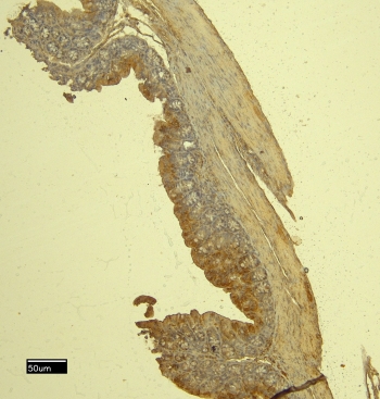 IHC staining of FFPE mouse intestine tissue with Mcpt4 antibody at 8ug/ml. Required HIER: steamed antigen retrieval with pH6 citrate buffer; HRP-staining.