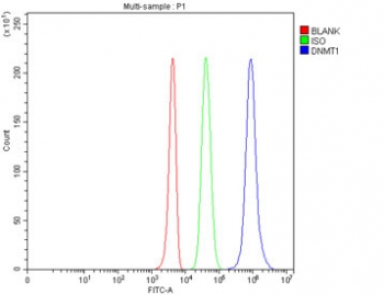 DNMT1 Antibody 293T Cell FACS. Flow cytometry analysis of fixed and permeabilized human 293T cells using DNMT1 Antibody (blue) shows a clear rightward shift relative to unstained cells (red) and isotype control (green), indicating detection of DNMT1 / DNA methyltransferase 1 expression. The intracellular signal distribution is consistent with localization of this nuclear epigenetic regulator involved in maintenance of DNA methylation during cell proliferation.