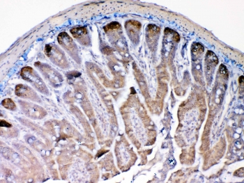 IHC testing of FFPE mouse small intestine tissue with Mmp13 antibody at 1ug/ml. Required HIER: steam section in pH6 citrate buffer for 20 min and allow to cool prior to testing.